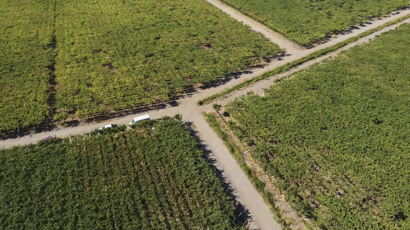 Viñedos de Santa Amalia desde el aire, Rengo, Valle de Cachapoal — Viña Puntí Ferrer